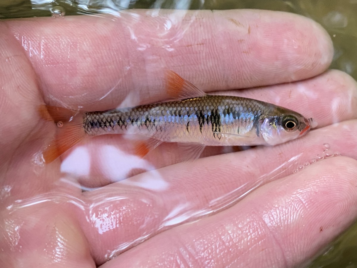 Shiner, Crescent (Nuptial Male)