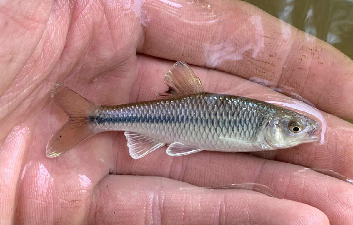 Shiner, Greenfin (Nuptial Male)