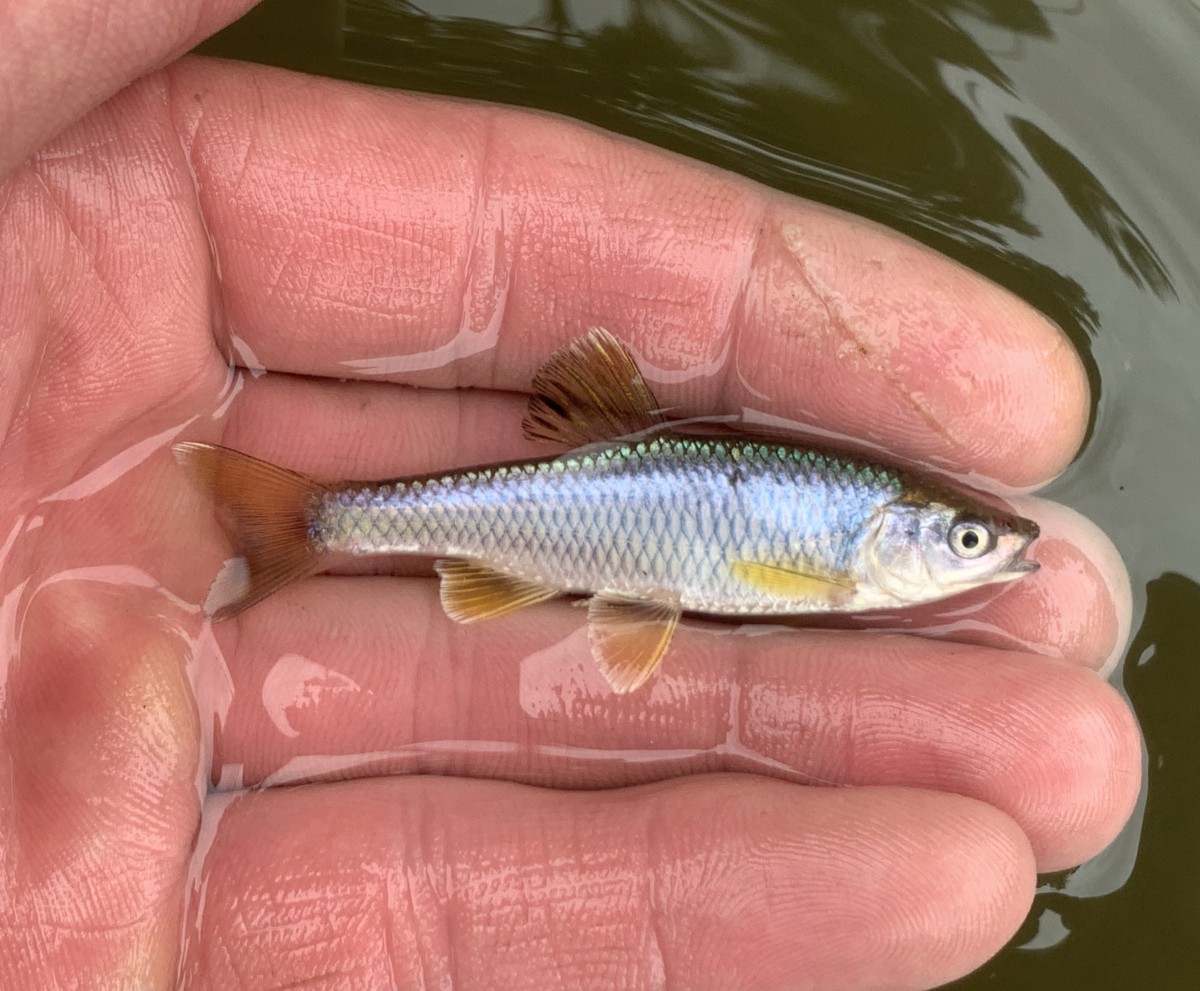 Shiner, Spotfin (Nuptial Male)