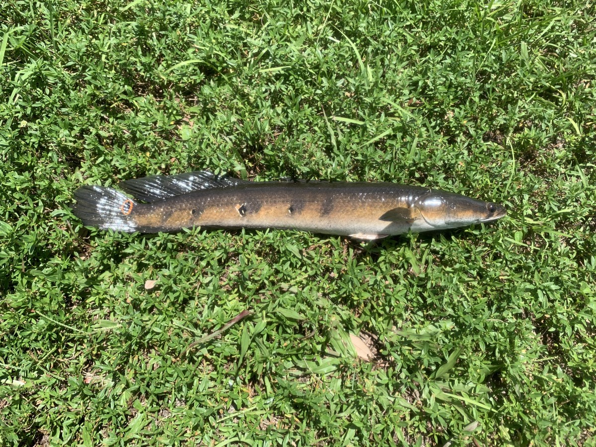 Snakehead, Goldline