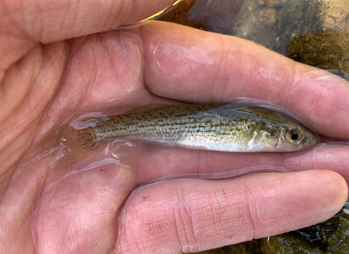 Studfish, Northern (Female)