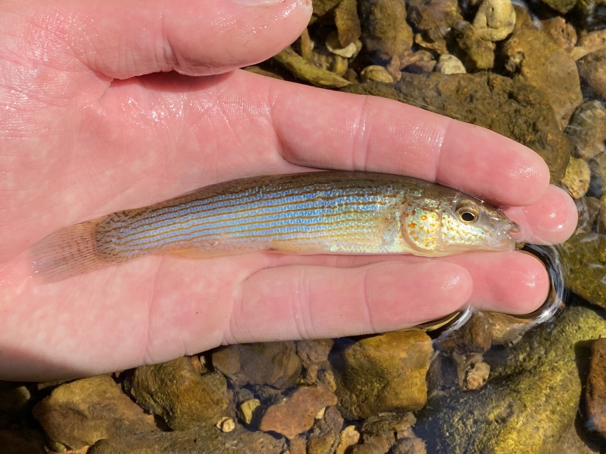 Studfish, Northern (Male)