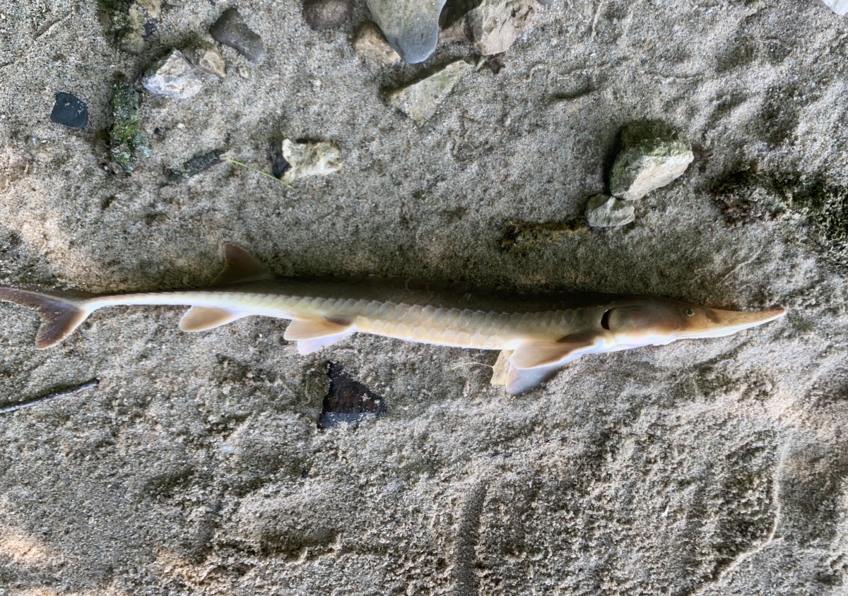 Sturgeon, Shovelnose