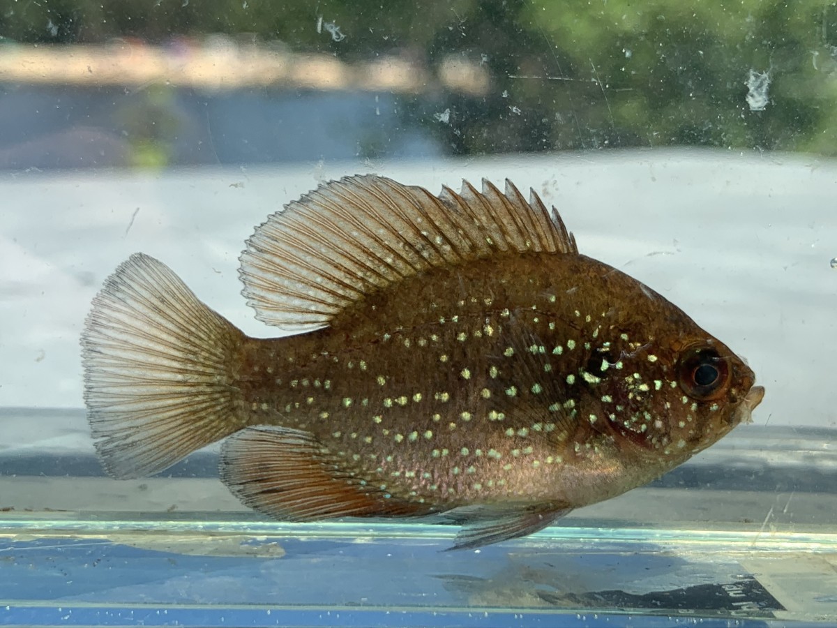 Sunfish, Bluespotted