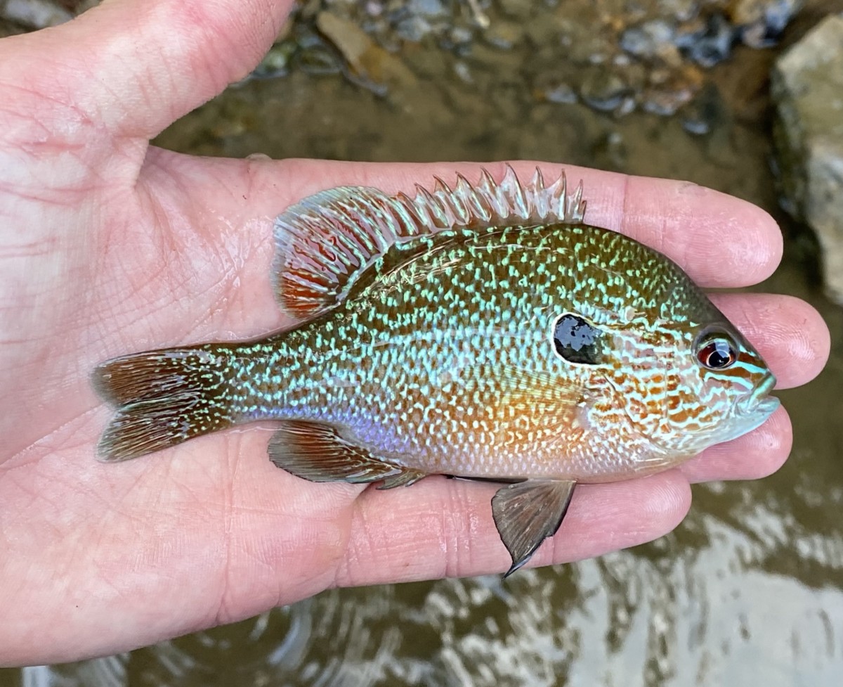 Sunfish, Longear