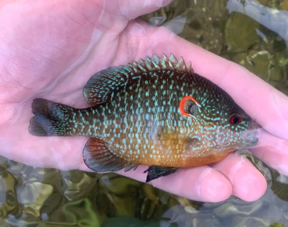 Sunfish, Northern (Male)