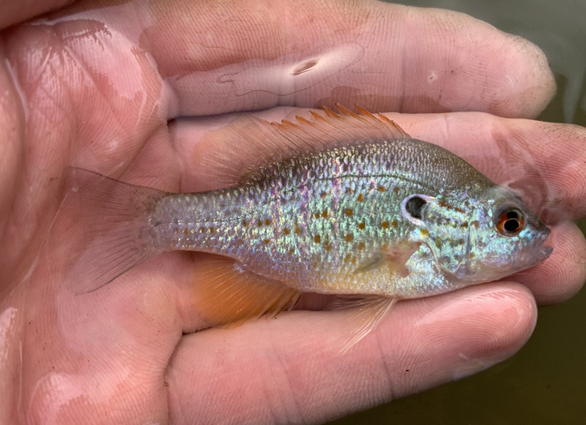 Sunfish, Orangespotted (Male)