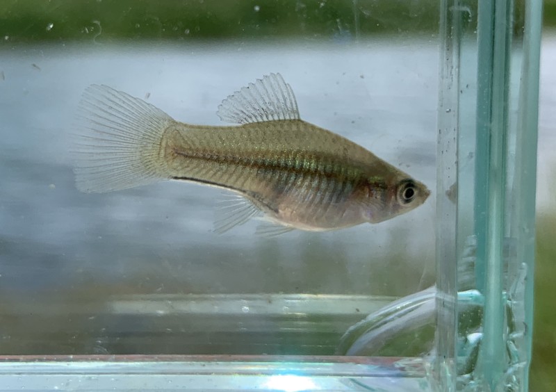 swordtail-green-female