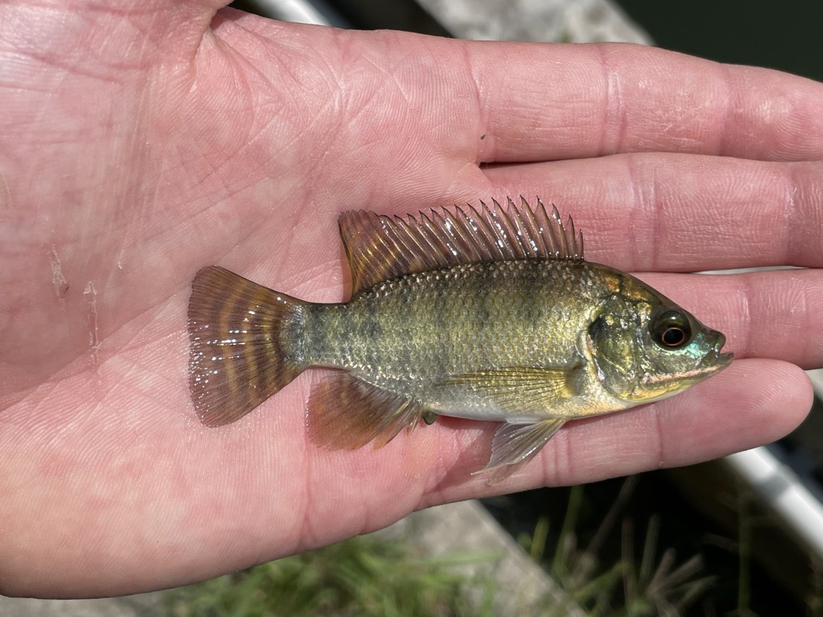 Tilapia, Nile