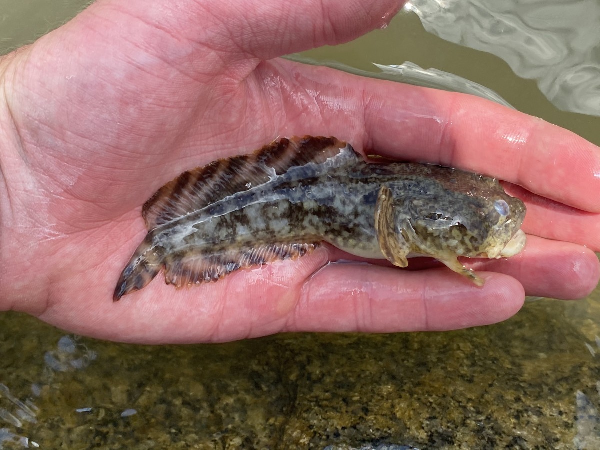 Toadfish, Oyster