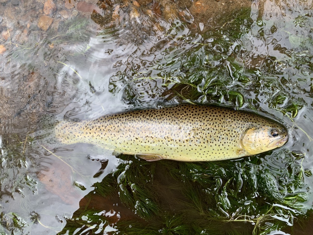 Trout, Apache