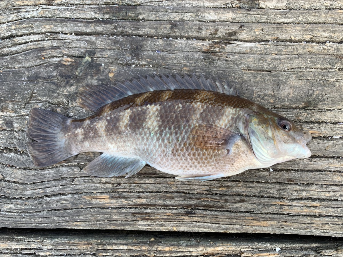 Wrasse, Bergall-Cunner