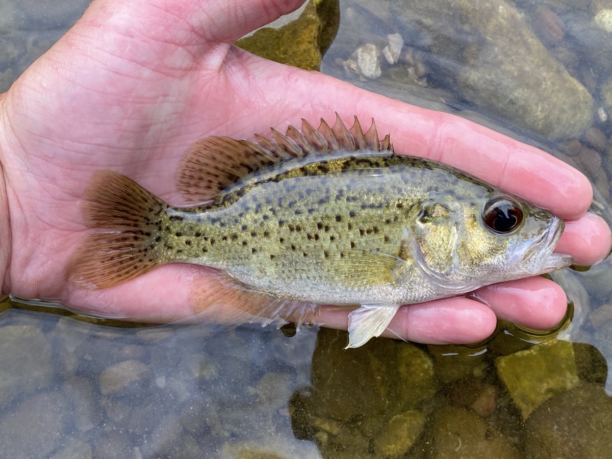 Bass, Ozark