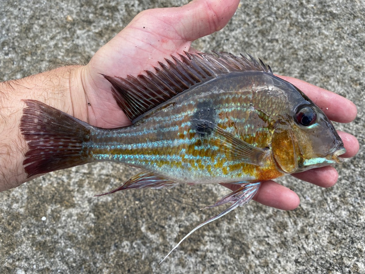 Cichlid, Redstriped Eartheater