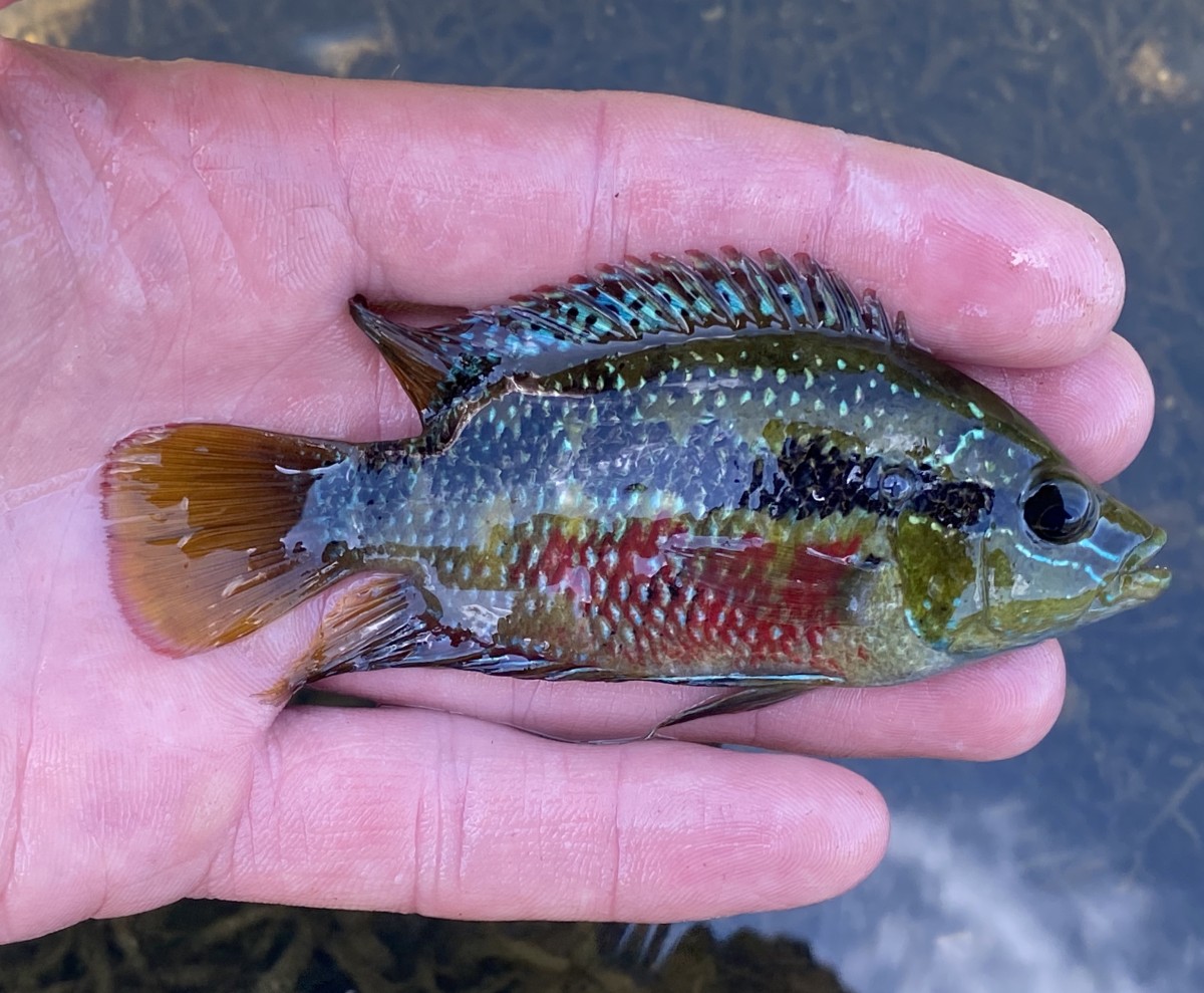 Cichlid, Salvini