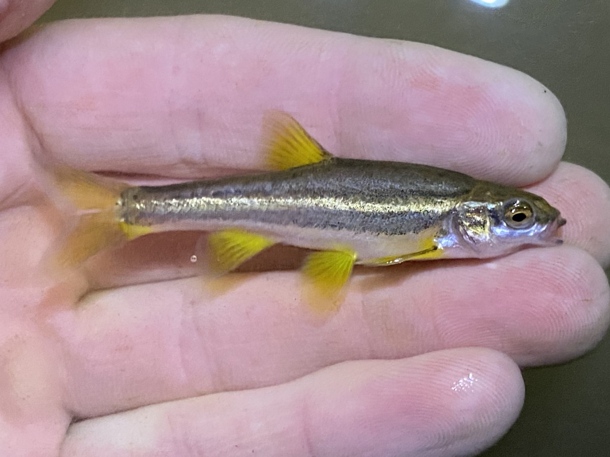 Dace, Southern Redbelly