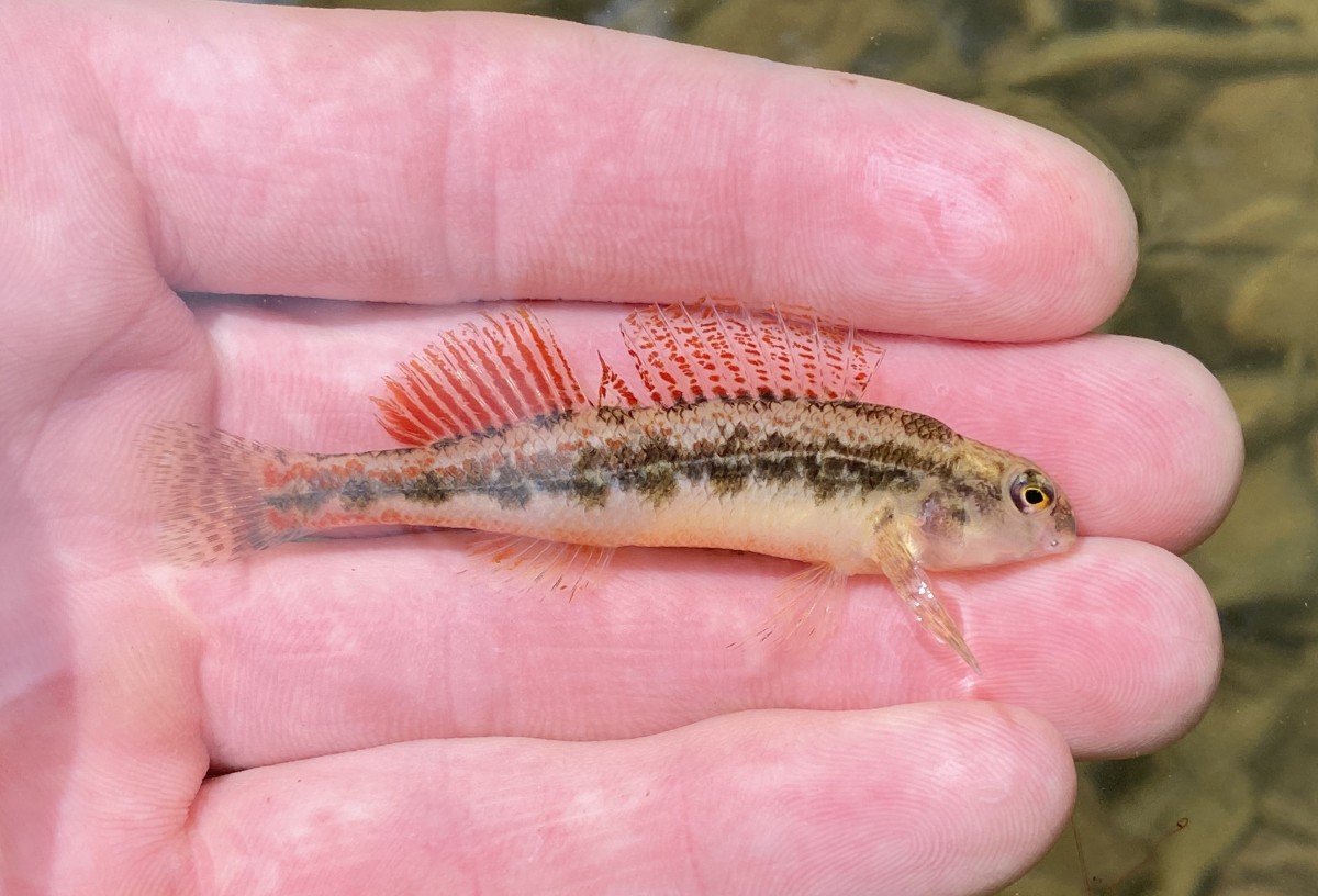 Darter, Black (Male)