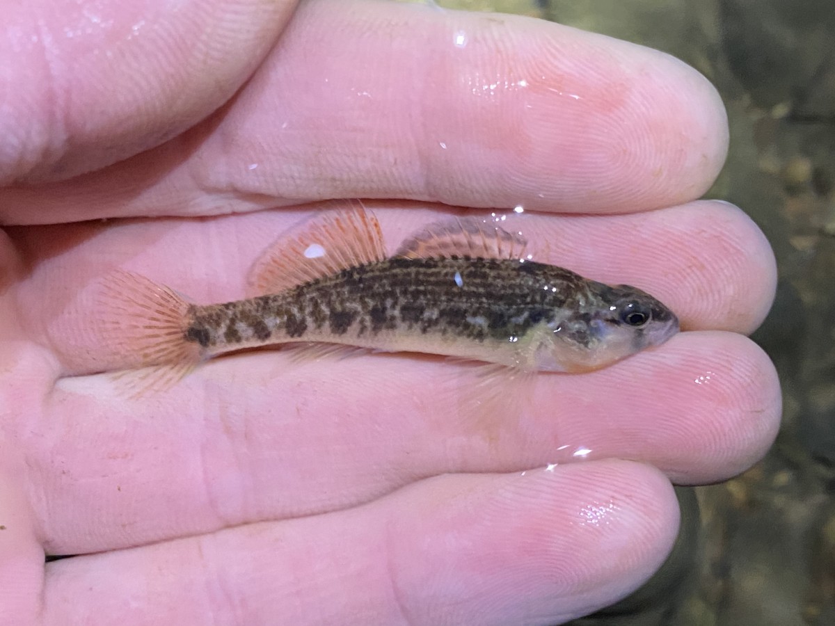 Darter, Ozark (Female)