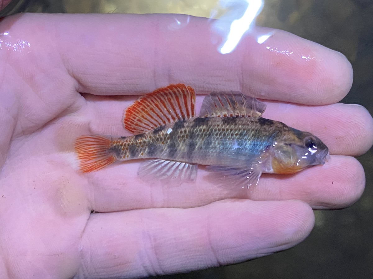 Darter, Ozark (Male)