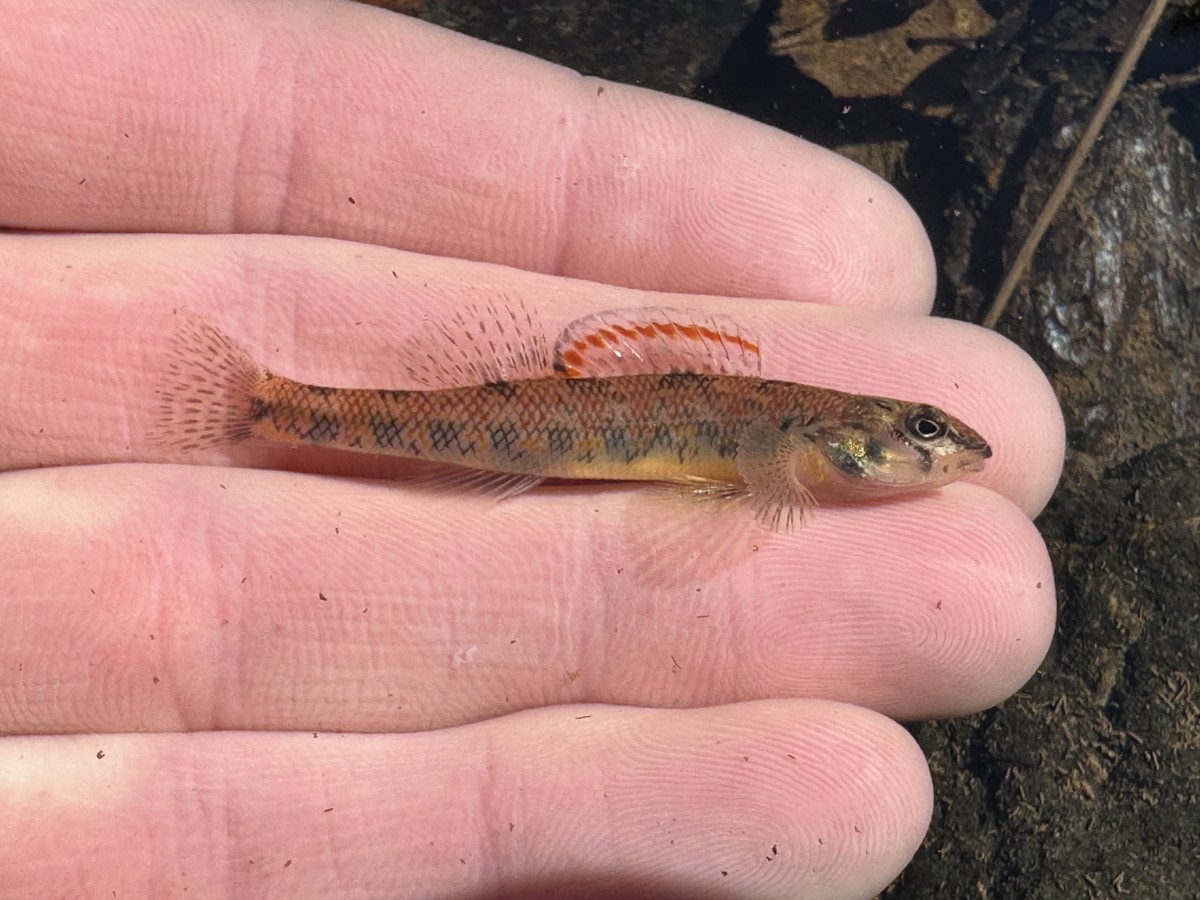 Darter, Speckled