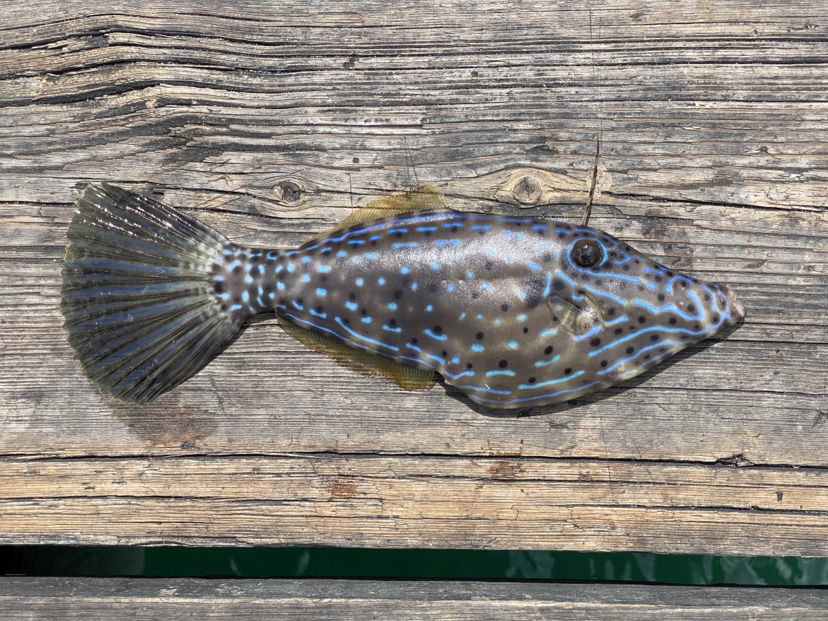 Filefish, Scrawled