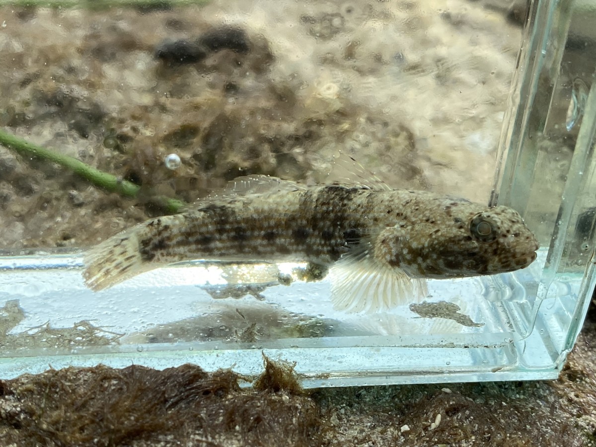 Goby, Checkerboard Frillfin