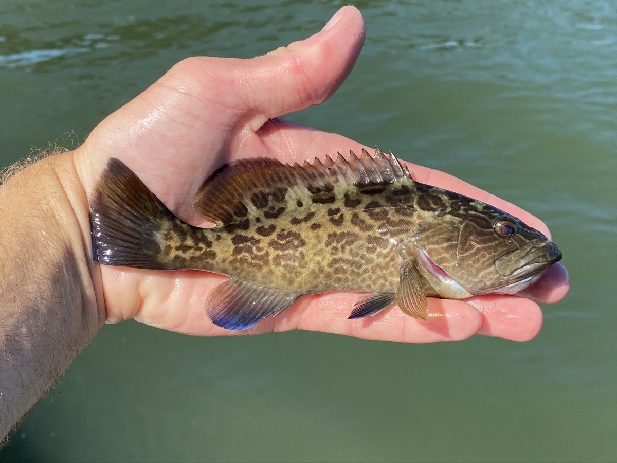 Grouper, Gag (Juvenile)