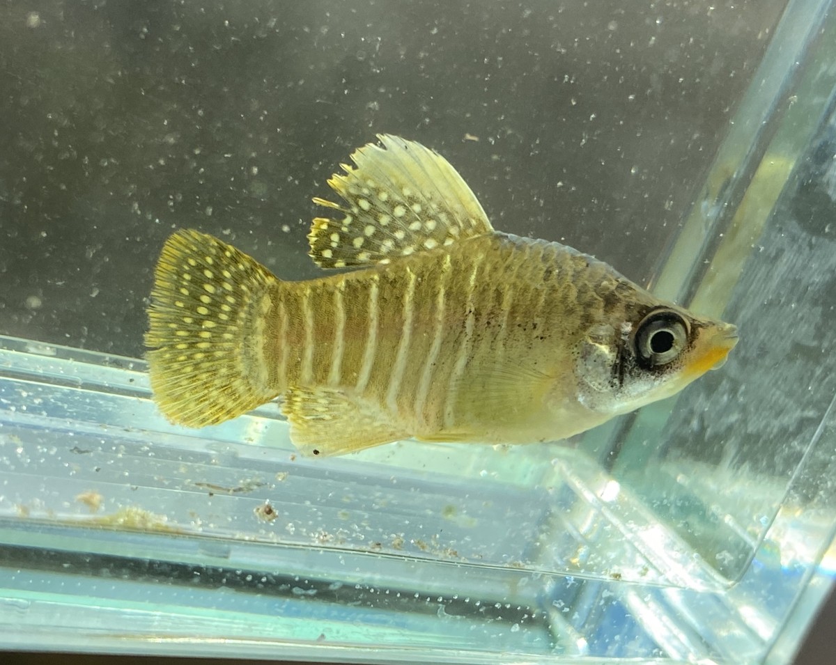 Killifish, Diamond (Male)