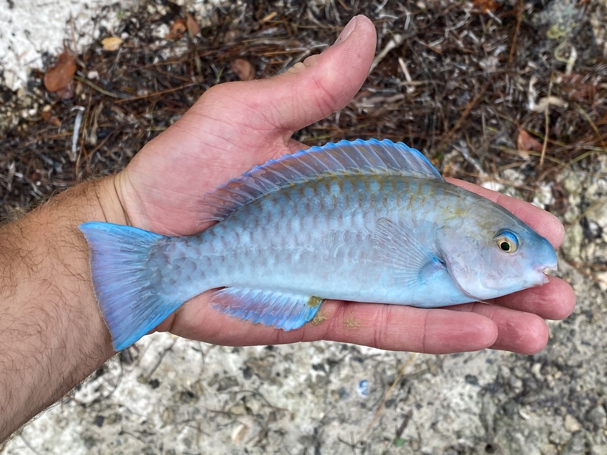 Parrotfish, Blue