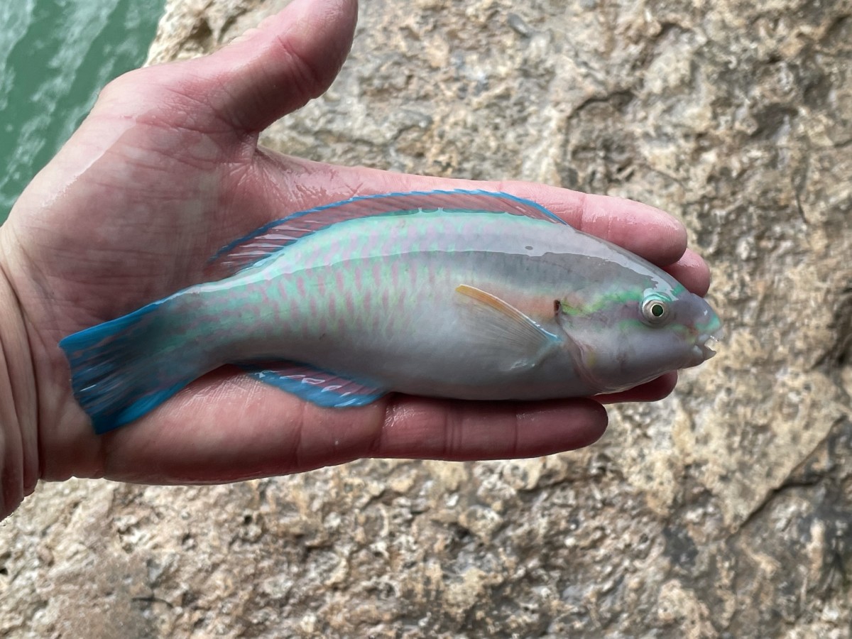 Parrotfish, Striped (1)