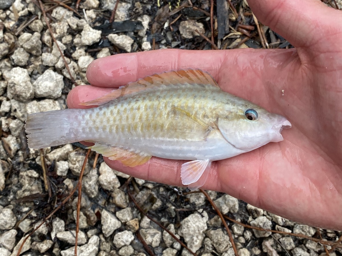 Parrotfish, Striped