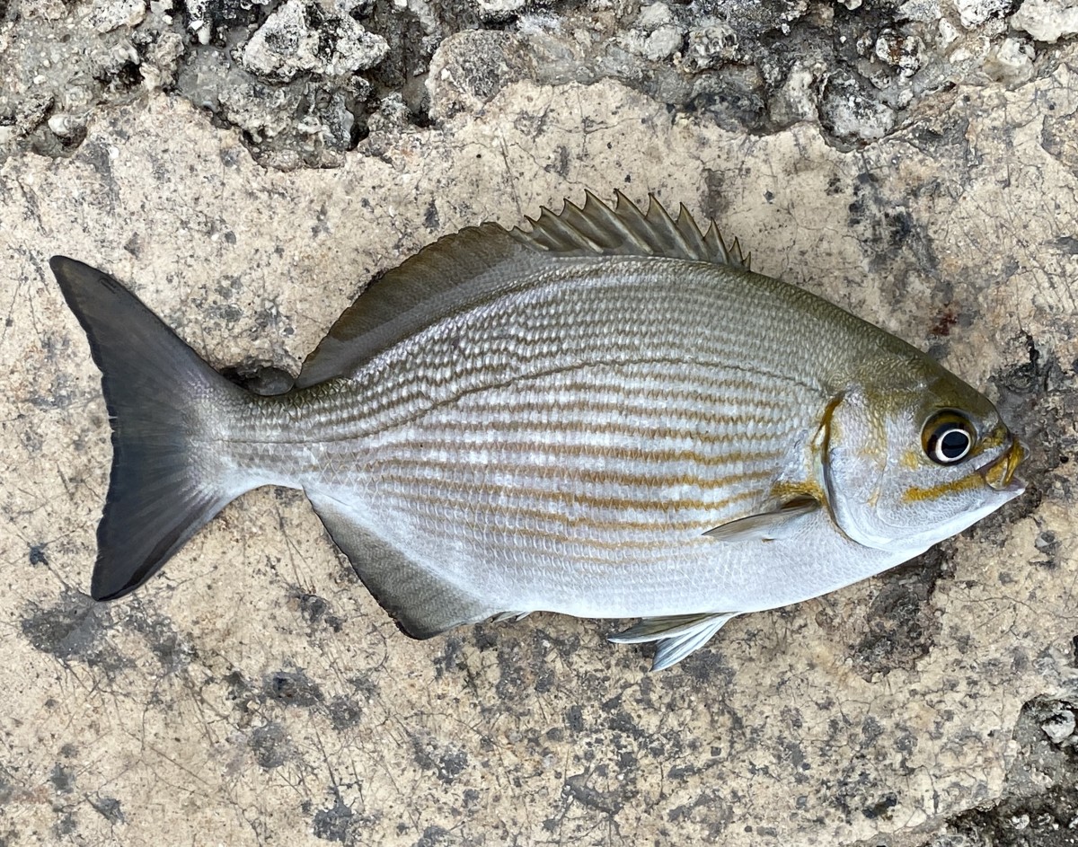 Sea Chub, Brassy