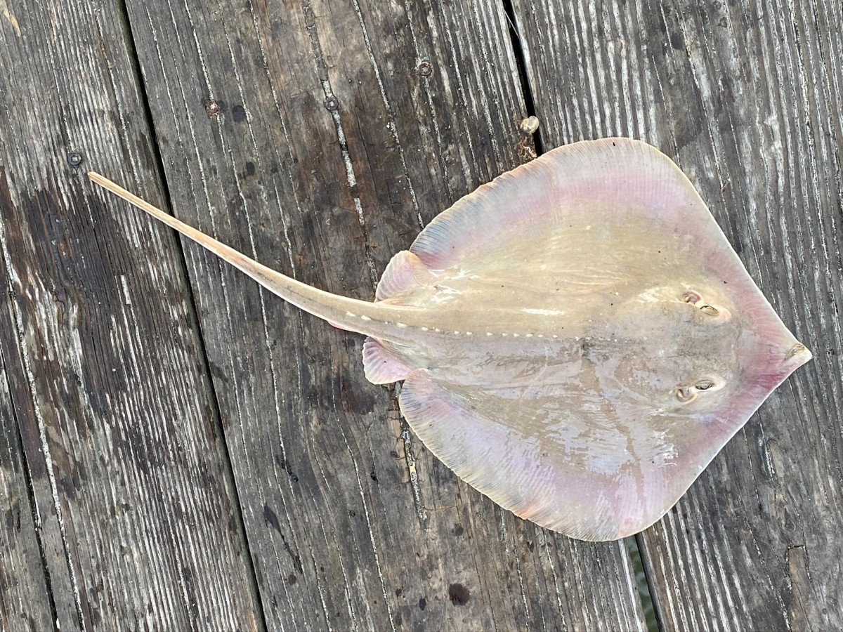 Stingray, Atlantic