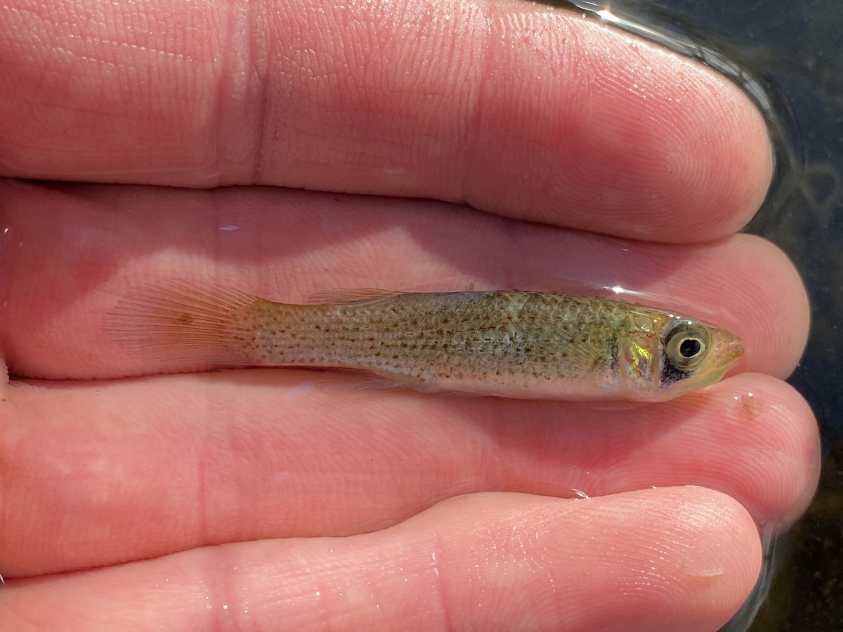 Topminnow, Bayou (Female)