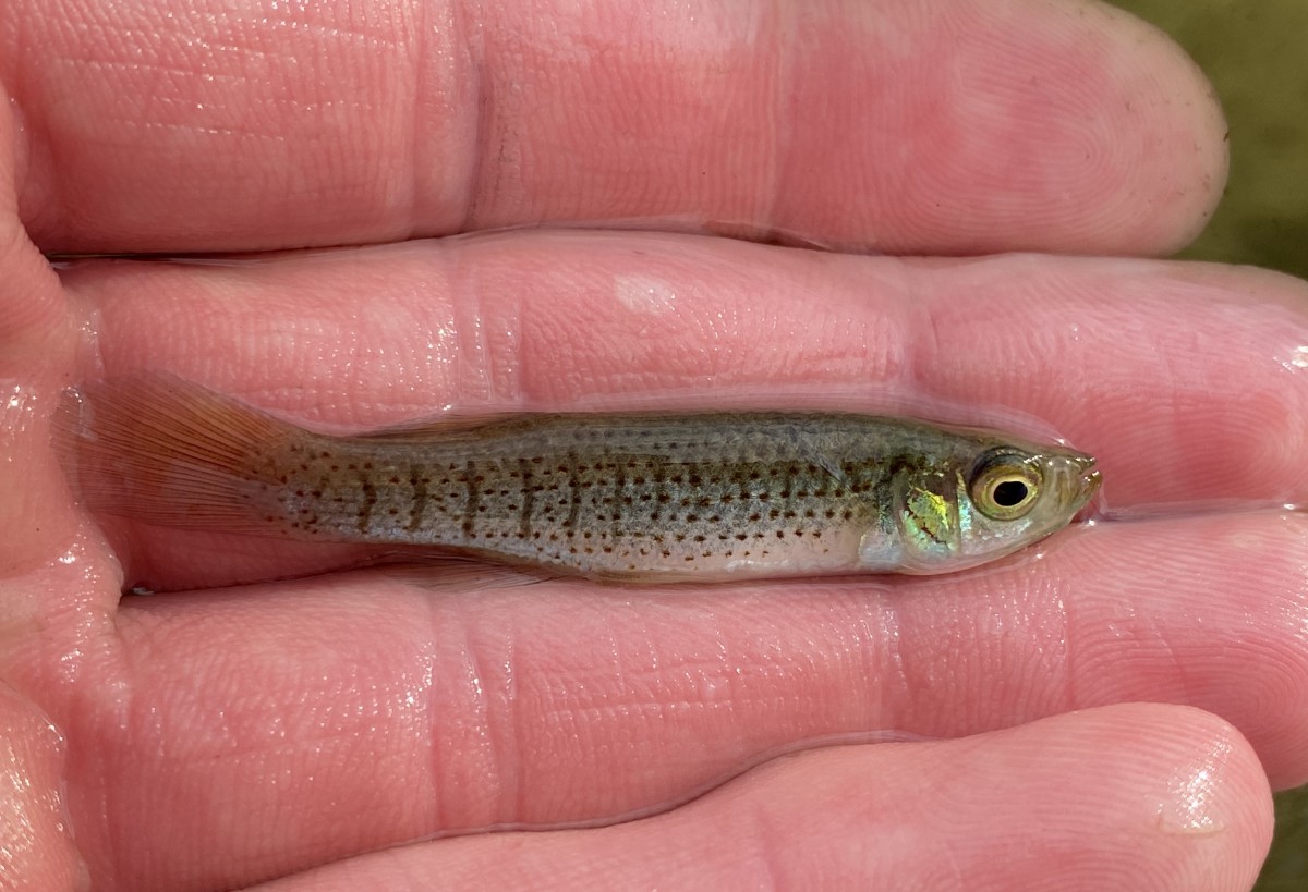 Topminnow, Bayou (Male)