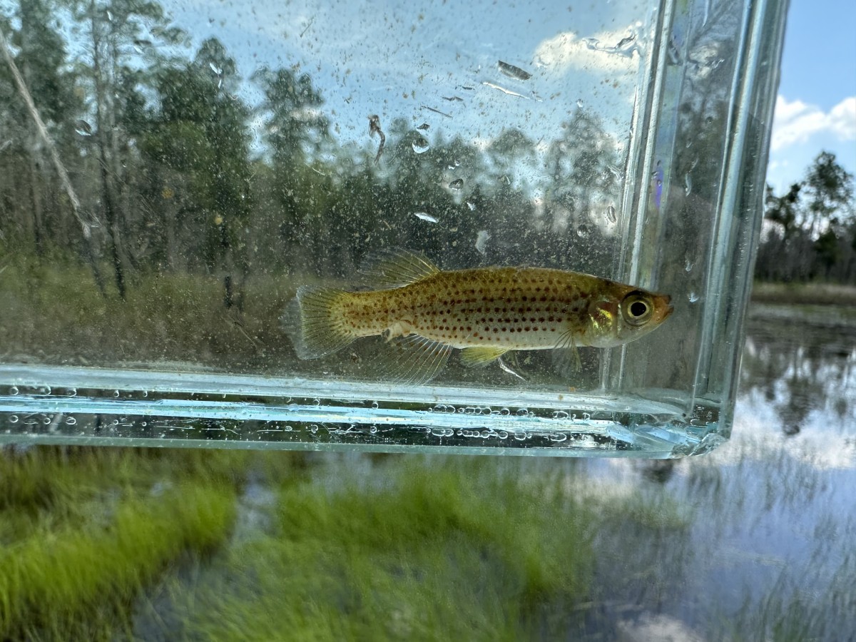 Topminnow, Russetfin