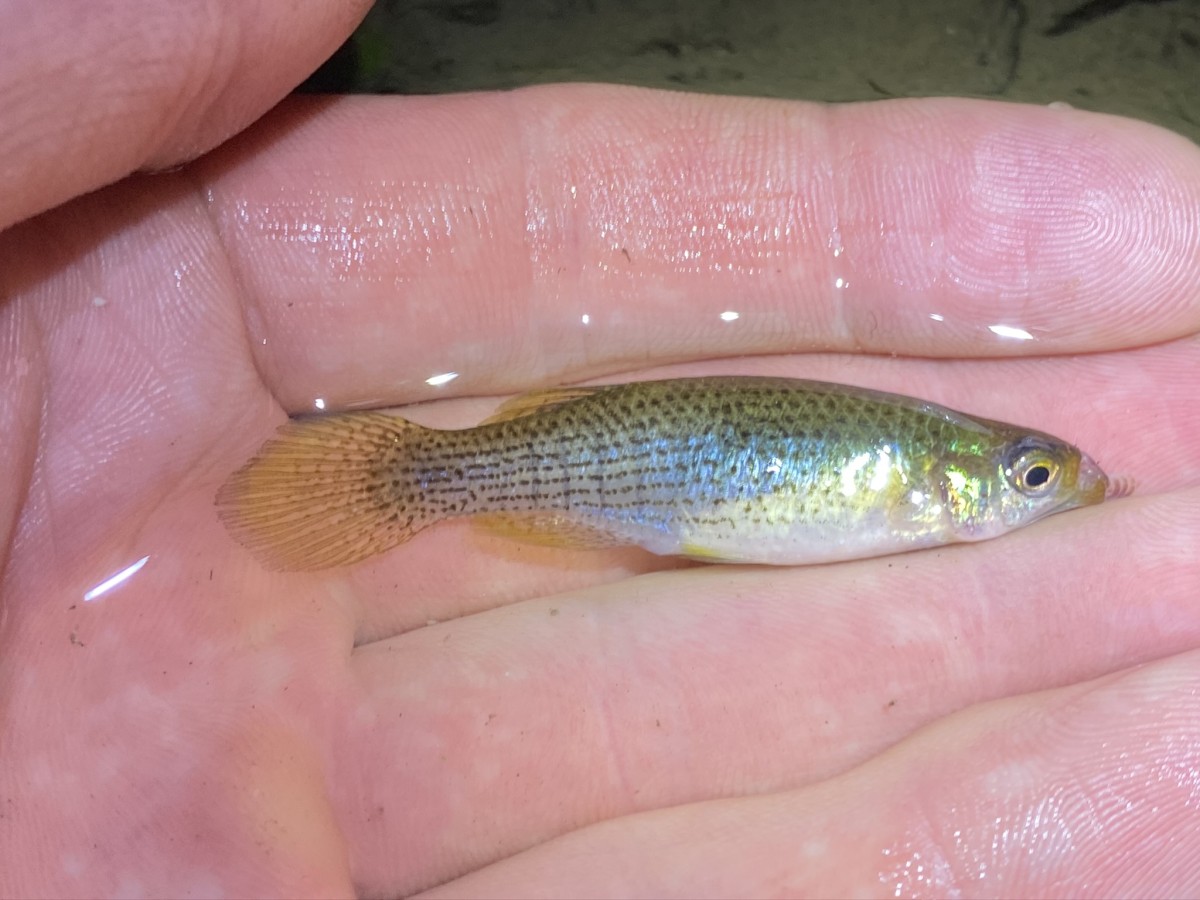 Topminnow, Starhead (Male)