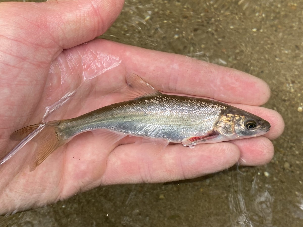 Chub, Roundtail