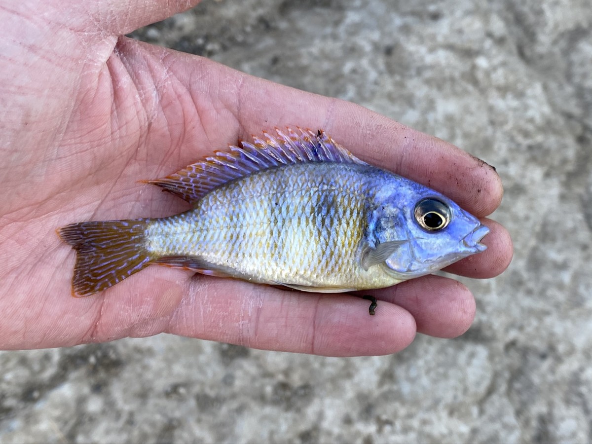 Cichlid, Taiwan Reef (Male)