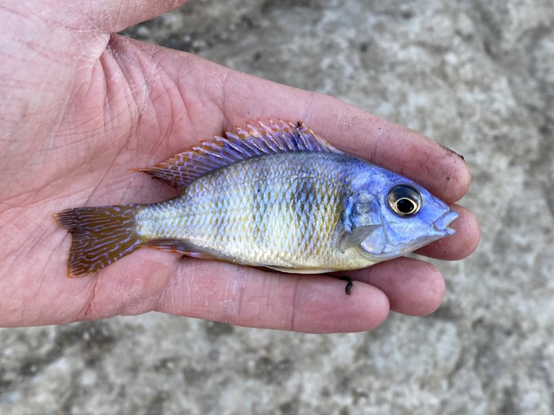 cichlid-taiwan-reef-male