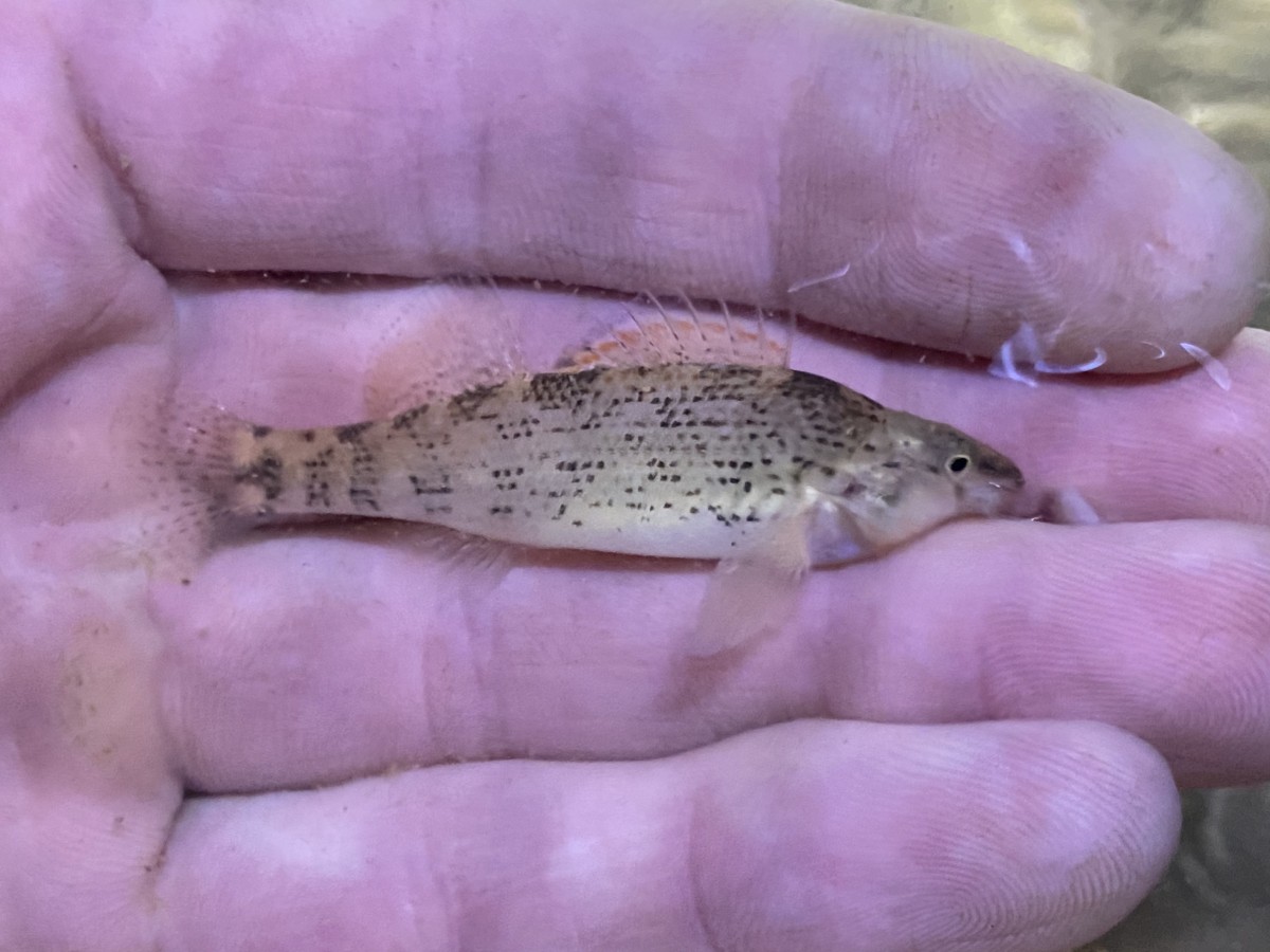 Darter, Plateau Orangethroat (Female)