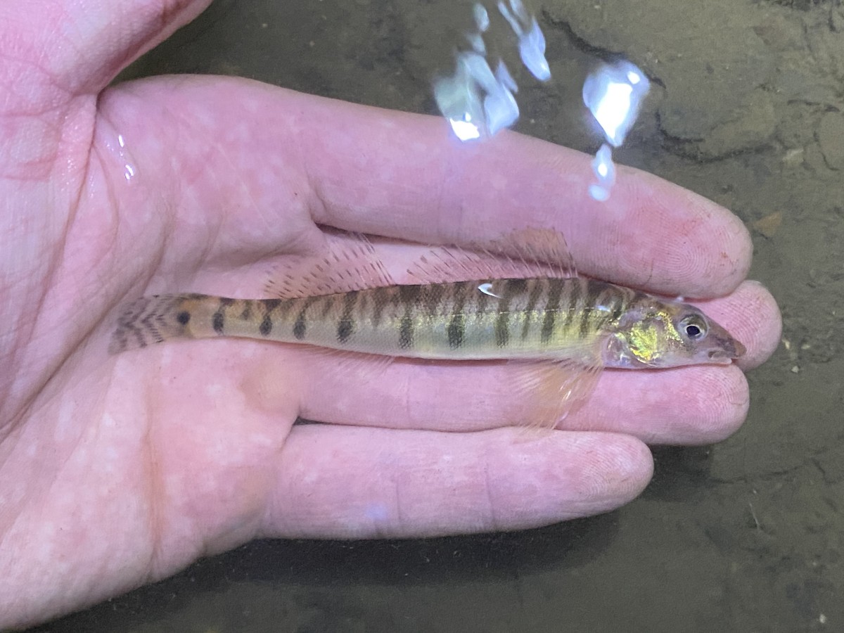 Logperch, Ozark