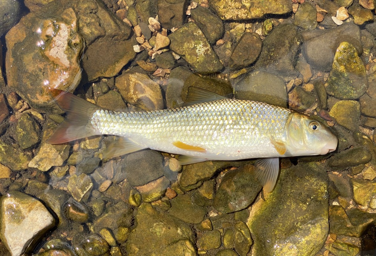 Redhorse, River