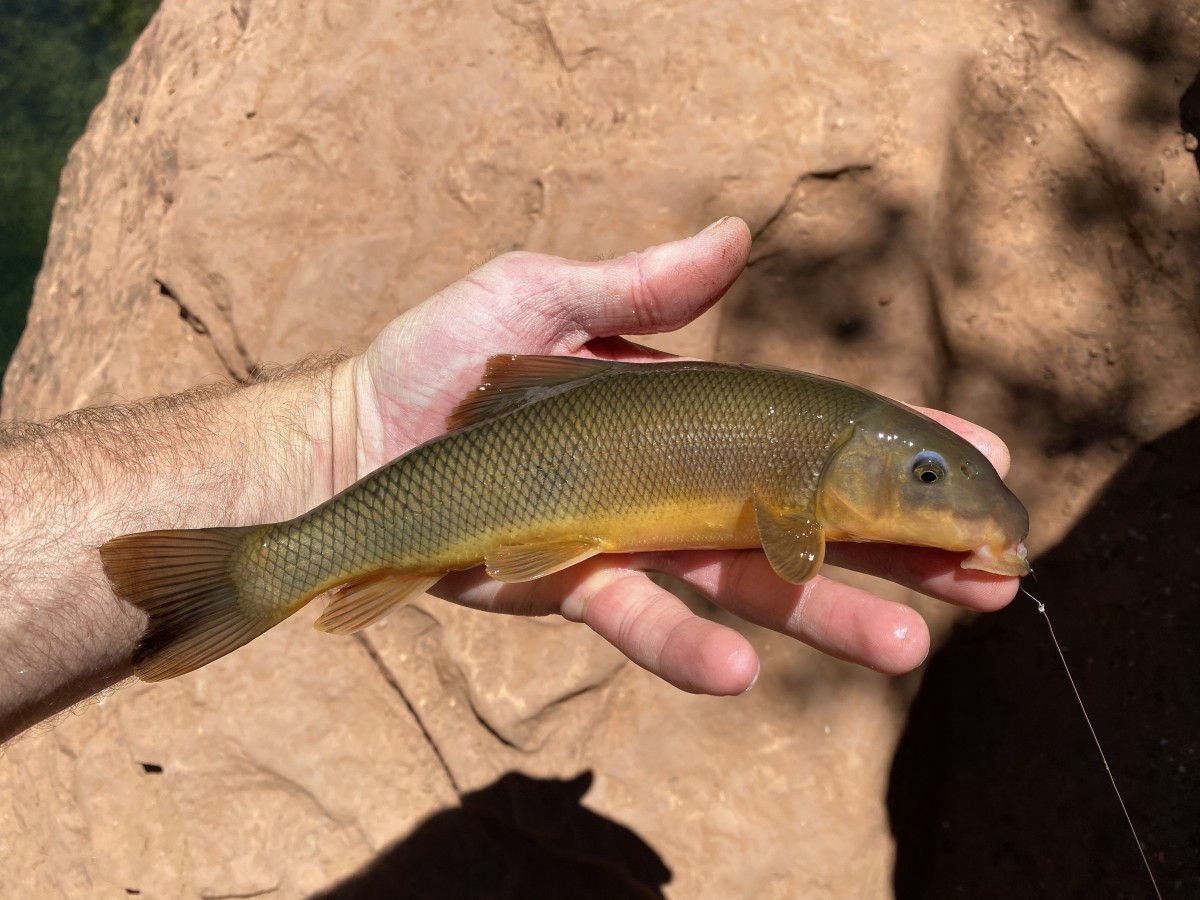 Sucker, Sonora