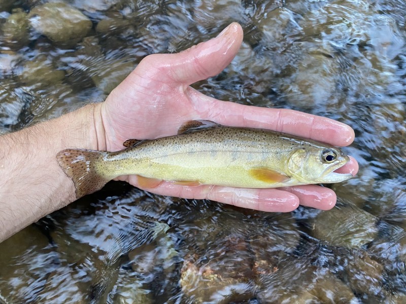 trout-gila