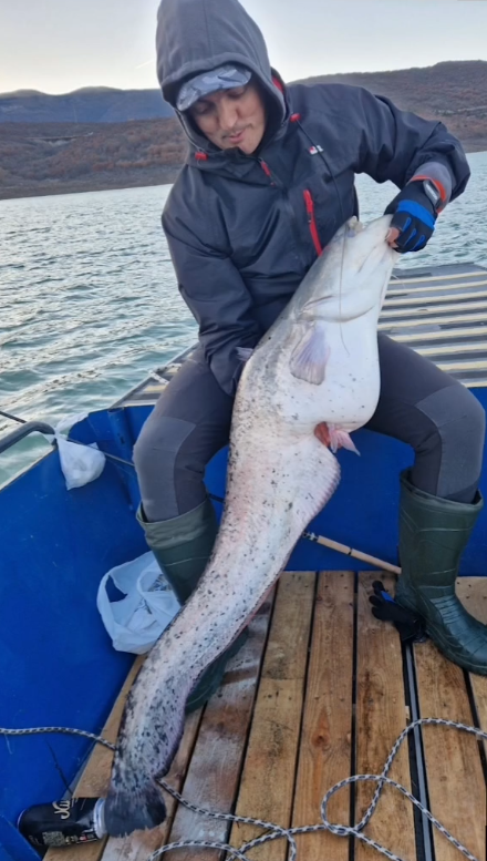 CatFish_16kg