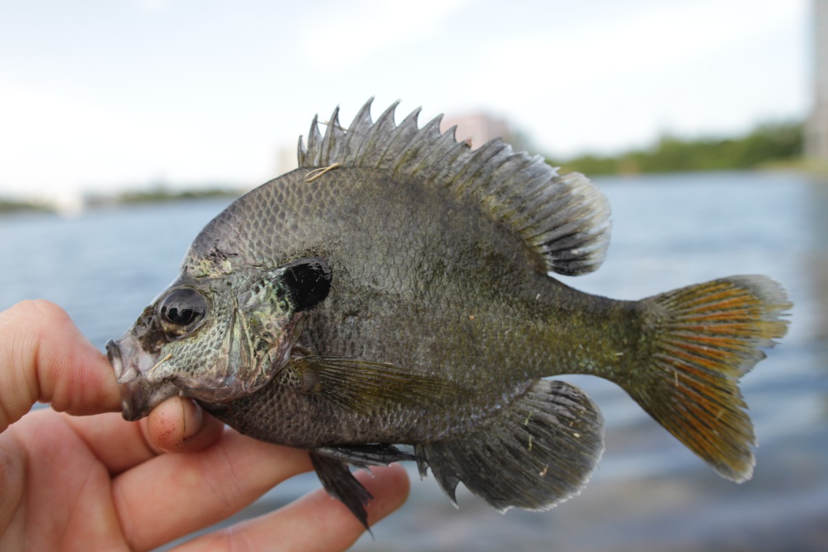 Bluegill