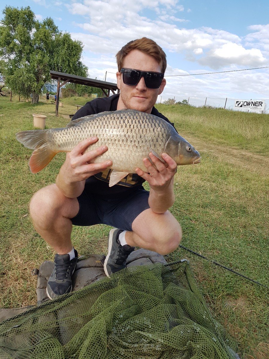 Common carp