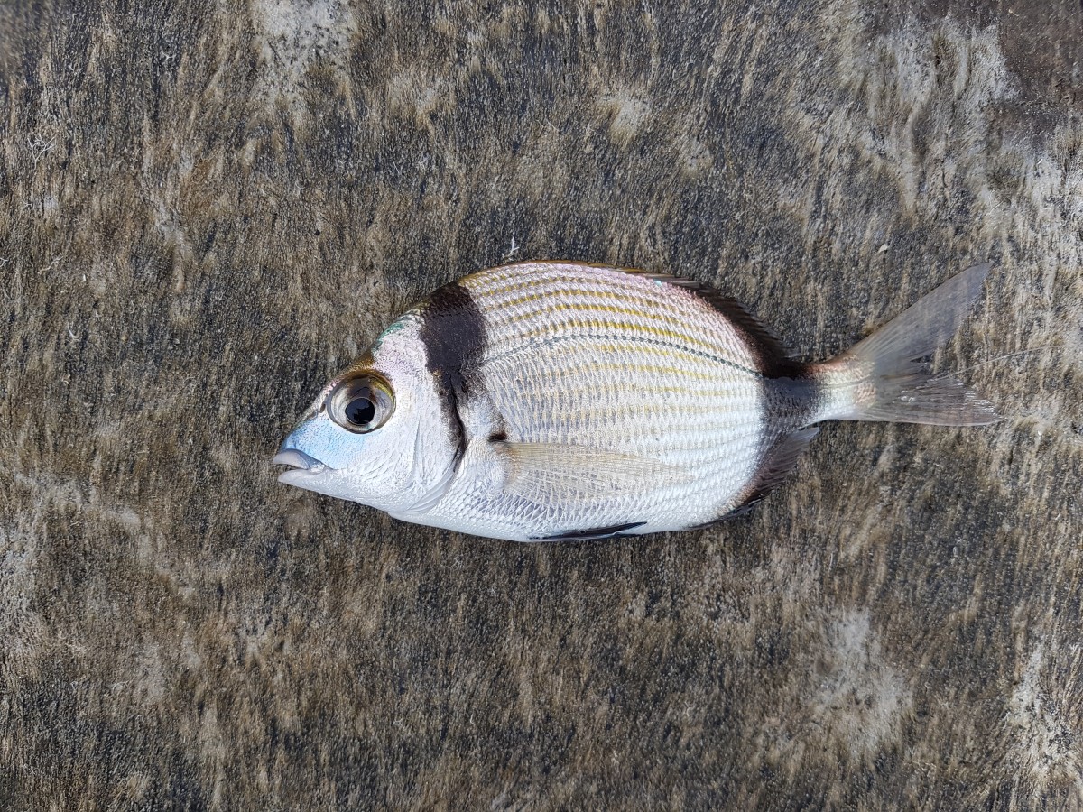 Common two-banded bream