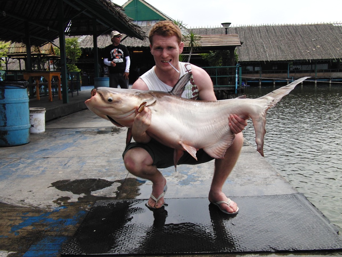 Giant mekong catfish - 35000g